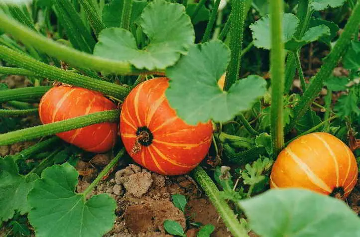 Planting pumpkin seeds in open ground: technique