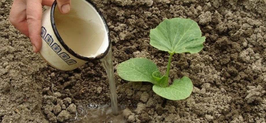 Planting pumpkin seeds in open ground: technique