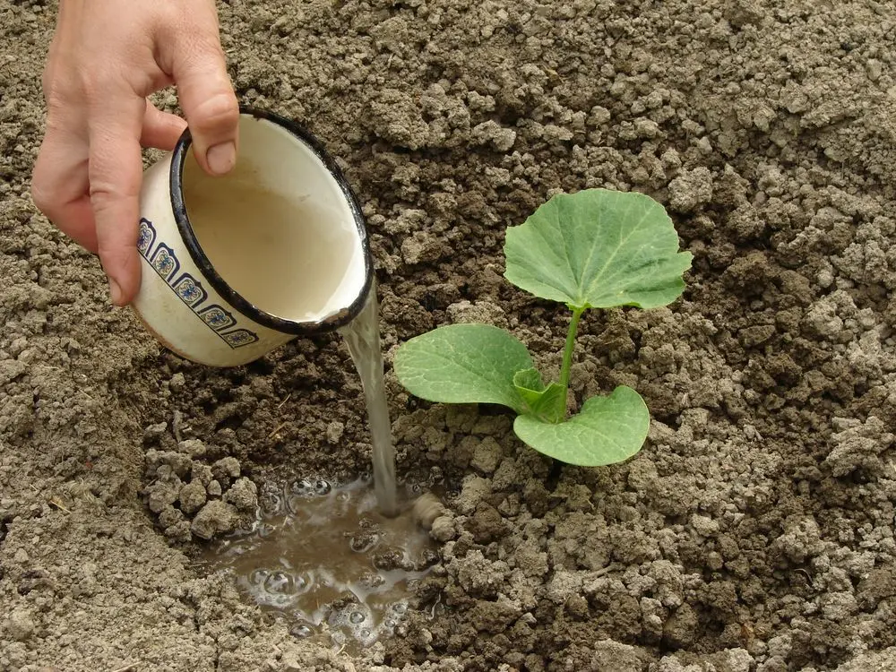 Planting pumpkin seeds in open ground: technique