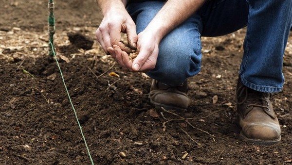 Planting radish in open ground: preparation and planting scheme