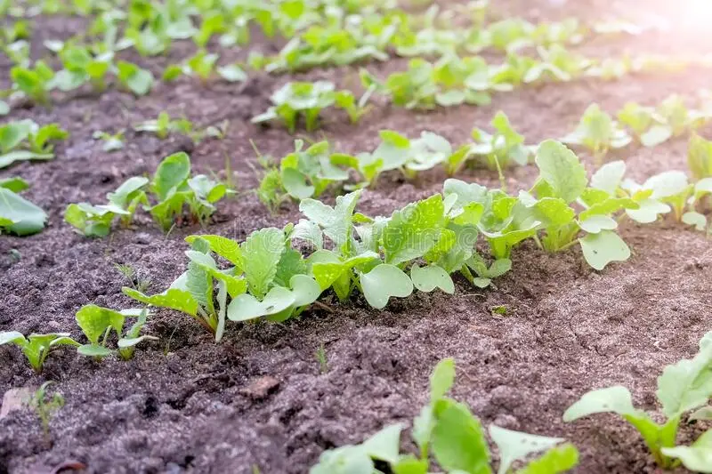 Planting radish in open ground: preparation and planting scheme