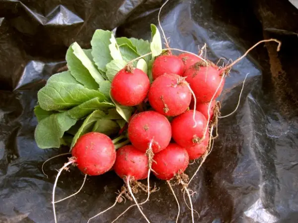 Planting radishes in a greenhouse: technology and sowing dates