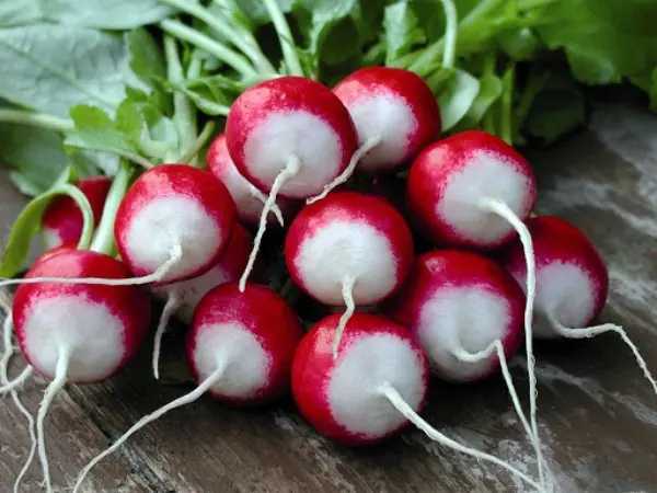 Planting radishes in a greenhouse: technology and sowing dates