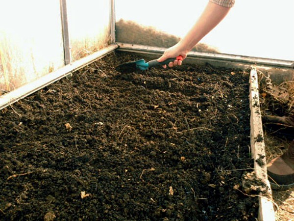 Planting radishes in a greenhouse: technology and sowing dates