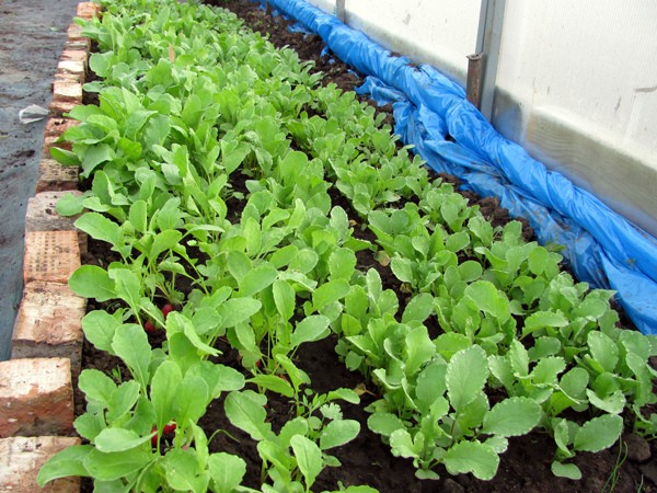 Planting radishes in a greenhouse: technology and sowing dates