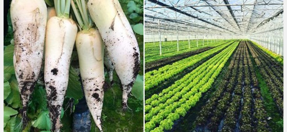 Planting radishes in a greenhouse: technology and sowing dates