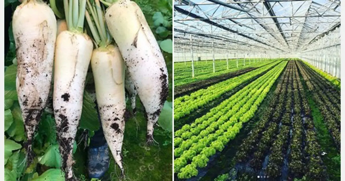 Planting radishes in a greenhouse: technology and sowing dates