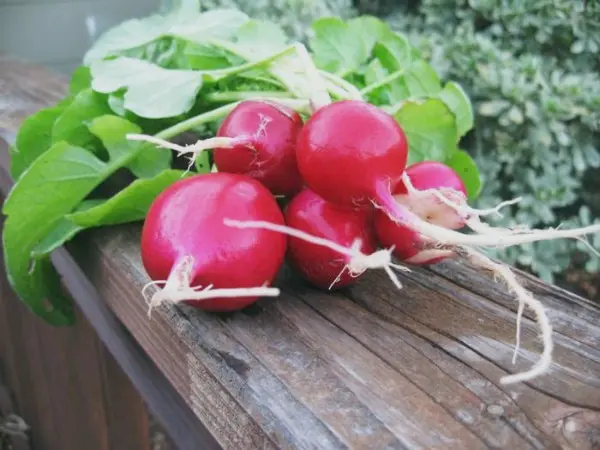 Planting radishes in open ground: timing and technique