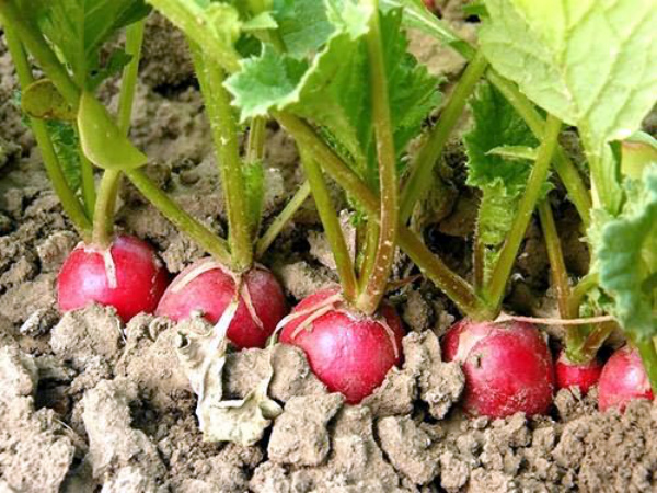 Planting radishes in open ground: timing and technique