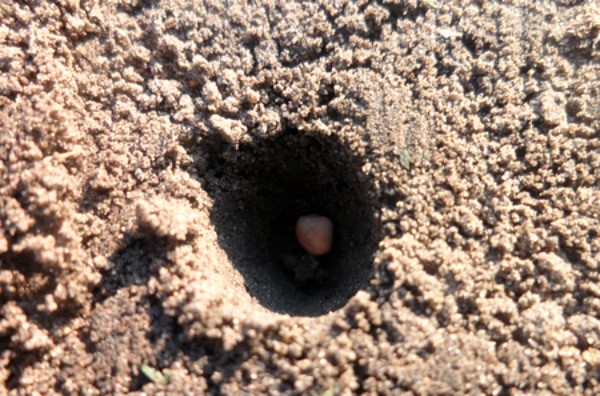 Planting radishes in open ground: timing and technique