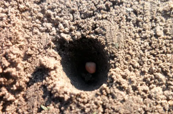 Planting radishes in open ground: timing and technique