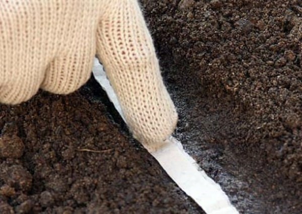 Planting radishes in open ground: timing and technique