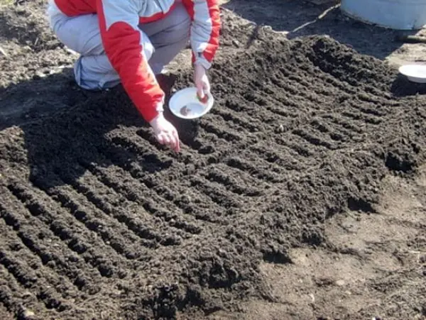 Planting radishes in open ground: timing and technique