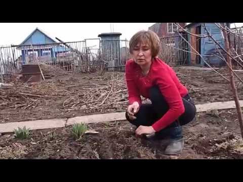 Planting radishes in open ground: timing and technique