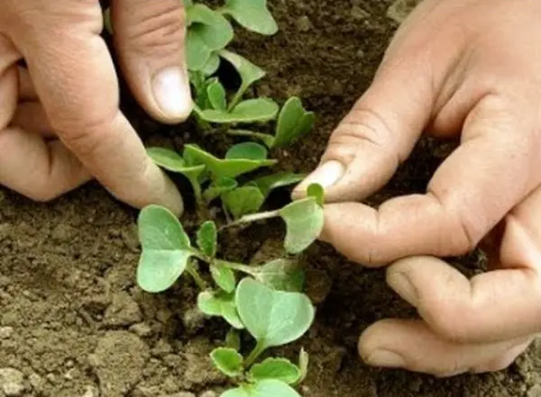 Planting radishes in open ground: timing and technique