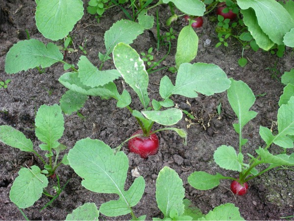 Planting radishes in open ground: timing and technique