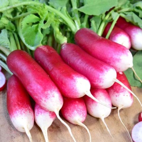 Planting radishes under a film in early spring, in March