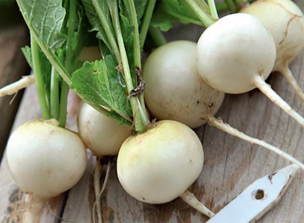 Planting radishes under a film in early spring, in March