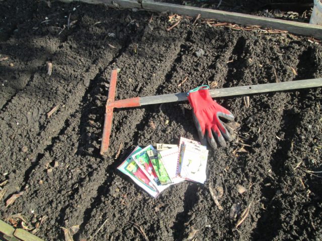 Planting radishes under a film in early spring, in March