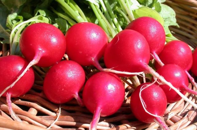 Planting radishes under a film in early spring, in March