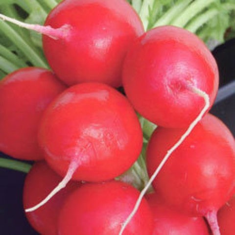 Planting radishes under a film in early spring, in March