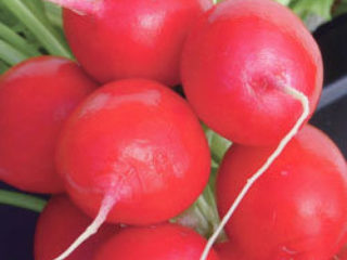 Planting radishes under a film in early spring, in March