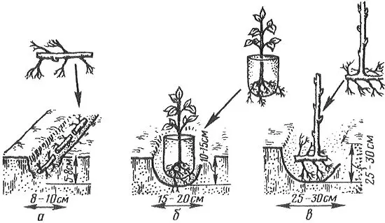 Planting raspberries in spring: ways, choice of seedlings, tips for beginners