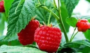 Planting raspberries in spring: ways, choice of seedlings, tips for beginners