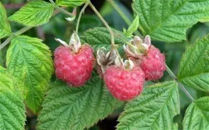 Planting raspberries in spring: ways, choice of seedlings, tips for beginners