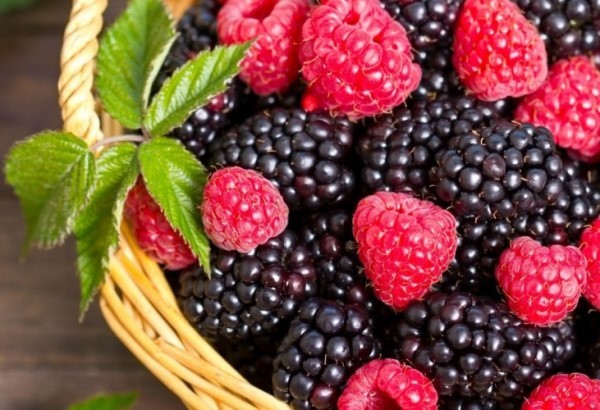 Planting raspberries next to blackberries: answers to all questions