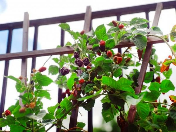 Planting raspberries next to blackberries: answers to all questions