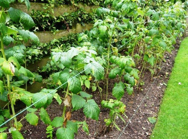 Planting raspberries next to blackberries: answers to all questions