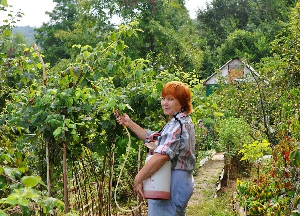 Planting raspberries next to blackberries: answers to all questions