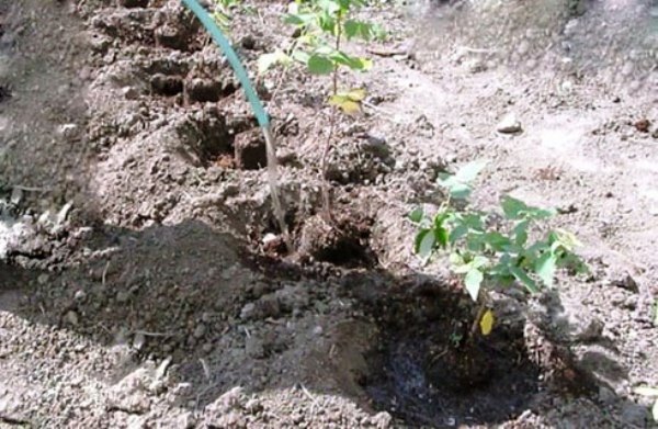 Planting raspberries next to blackberries: answers to all questions