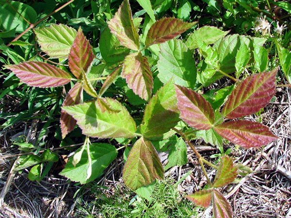 Planting raspberries next to blackberries: answers to all questions