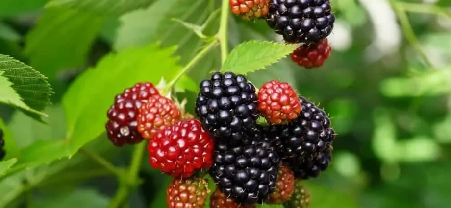 Planting raspberries next to blackberries: answers to all questions