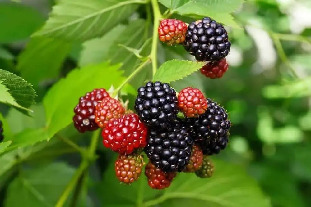 Planting raspberries next to blackberries: answers to all questions