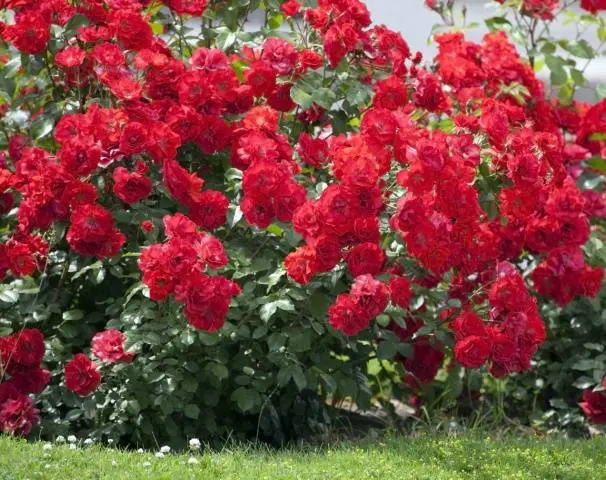 Planting roses in autumn in the Urals