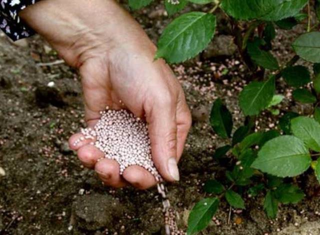 Planting roses in autumn in the Urals