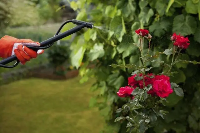 Planting roses in autumn in the Urals