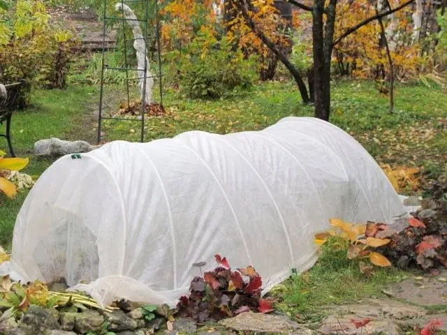 Planting roses in autumn in the Urals