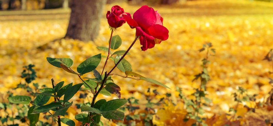 Planting roses in autumn in the Urals