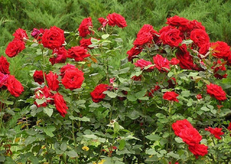 Planting roses in spring: rules and recommendations from experts