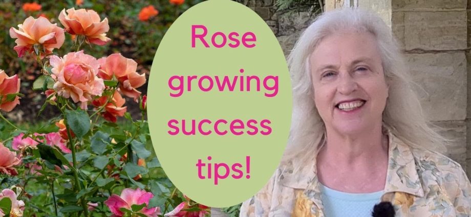 Planting roses in spring: rules and recommendations from experts