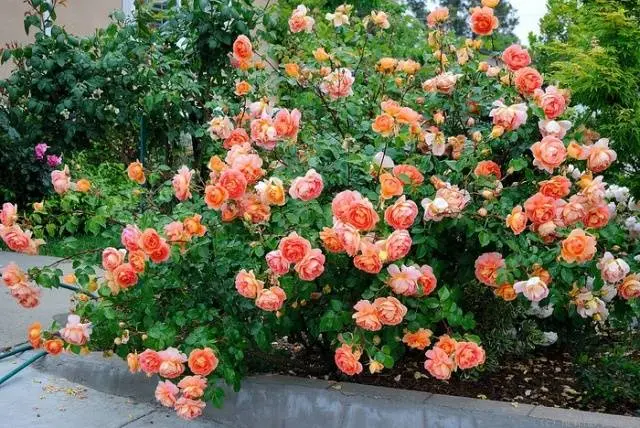 Planting scheme of Austin roses 