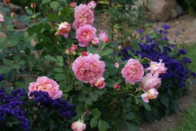 Planting scheme of Austin roses 