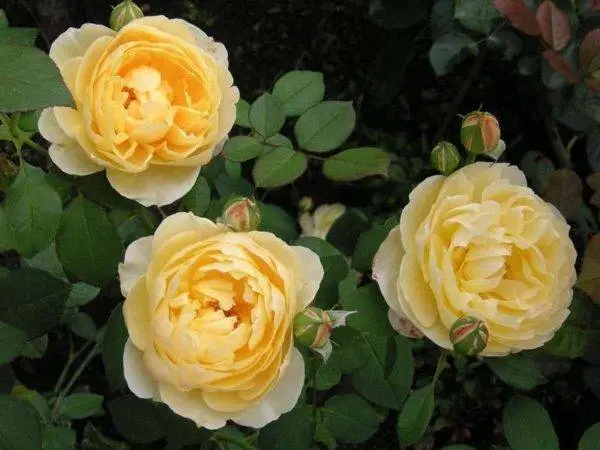 Planting scheme of Austin roses 