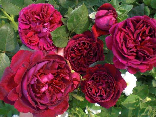 Planting scheme of Austin roses 