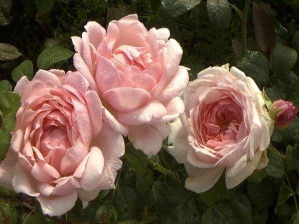 Planting scheme of Austin roses 