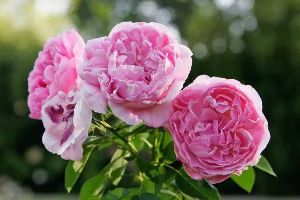 Planting scheme of Austin roses 